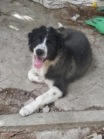 Kikka Meravigliosa Cucciola Mix Border Collie